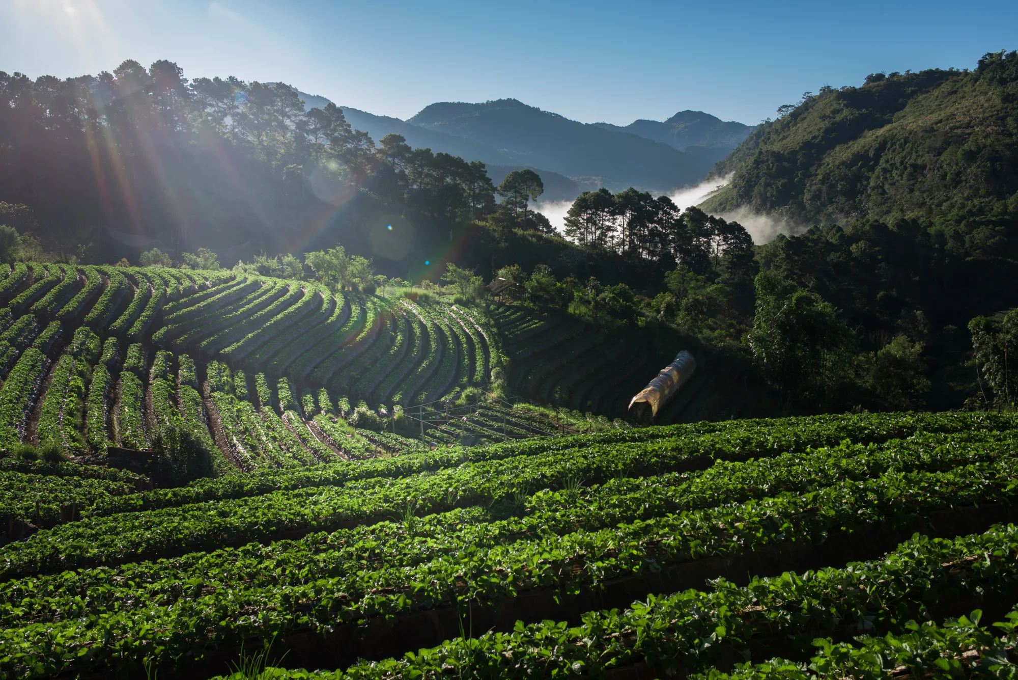 Coffee farm origin sourcing